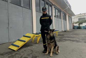 Рятують там, де не під силу людям: українські собаки-герої вразили світ мужністю, погляньте на цих пухнастих красенів