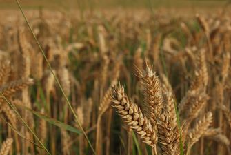 Бізнес та Мінагрополітики погодили граничні обсяги експорту пшениці на 2021/22 МР