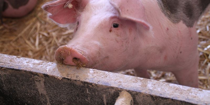 KSG Agro збільшив обсяг продажів свиней в живій вазі на 24%