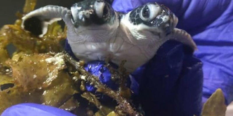Ученые обнаружили на Малайском архипелаге редкую двуглавую черепаху