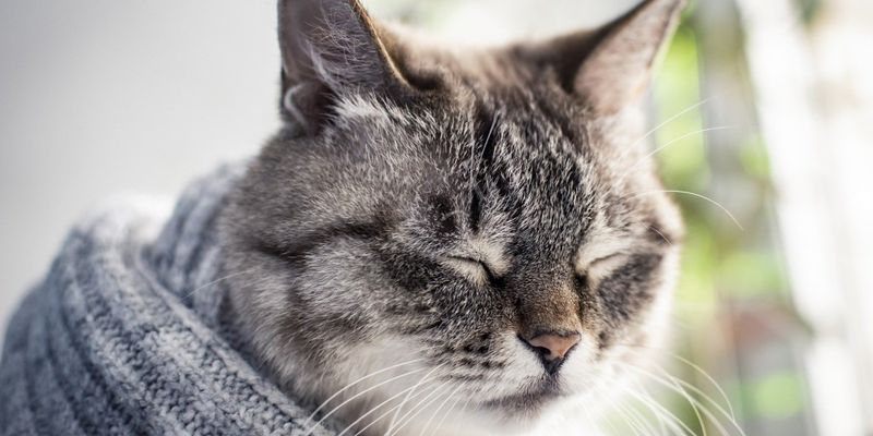 Кот и килька помогут стабилизировать давление - врачи