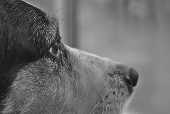 В Одеській області невідомі відрізали собаці голову