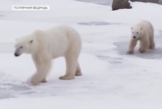Мир отмечает День полярного медведя