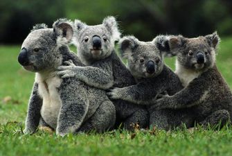 Австралийцы пожертвовали на спасение коал почти миллион долларов