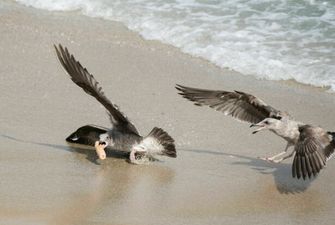 Фалос став причиною запеклої бійки чайок на пляжі, захоплюючий поєдинок потрапив на камеру фотографа
