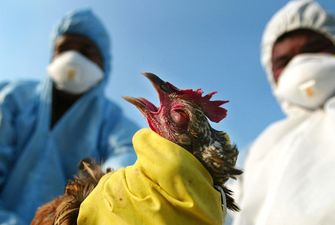 «Торговый конфликт» из-за птичьего гриппа: эксперты оценили решение ЕС о запрете ввоза мяса птицы из Украины