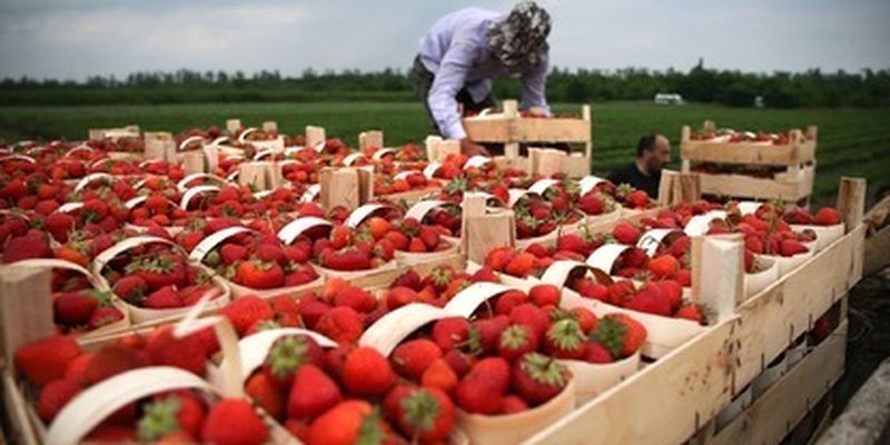 Поляки жалуются, что некому будет собирать клубнику из-за мобилизации в Украине