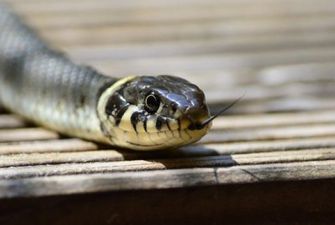 Как избежать укуса змеи: простые правила