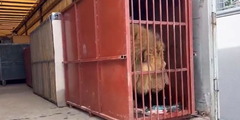 "Процесс пошел": в Сети показали эвакуацию львов и тигров из экопарка под Харьковом