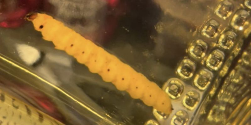 Тайна раскрыта: идентифицирован "таинственный червь", плавающий внутри бутылок с мескалем