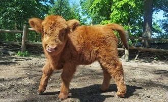 "Рыженькая симпатюля": в зоопарке Ровно показали теленка экзотической породы коров