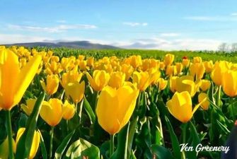 24 квітня у селі під Чернівцями відкриють тюльпанове поле