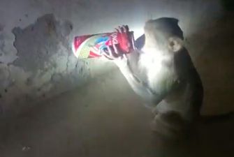 Власти Индии ловят обезьяну-алкоголика, которая нападает на винные магазины