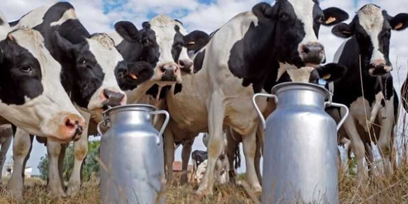 Производство молока за год уменьшилось на 4,2% - Госстат
