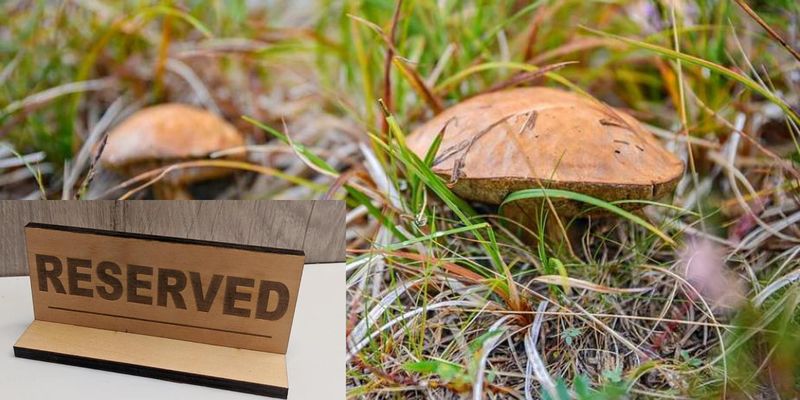 Самые находчивые начали бронировать найденные ими в лесу грибы: курьезные фото 