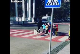 Собака, помогающая детям переходить дорогу, стала звездой Сети