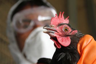 Вспышка птичьего гриппа в Украине: Эксперты рассказали детали
