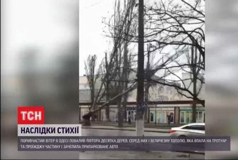 Деревопад в Одесі: падіння великої тополі потрапило на відео очевидців
