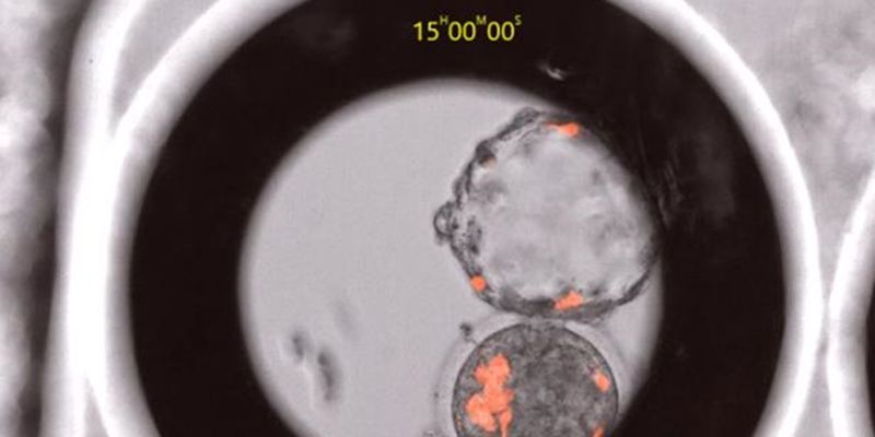 Биологи создали гибридные эмбрионы человека и макаки