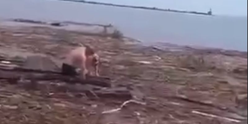 Після вибуху ГЕС. Собака на дошці доплив із Херсонської області до Одеської