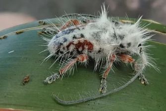 В Австралии обнаружили новый вид жука: случайное открытие исследователя