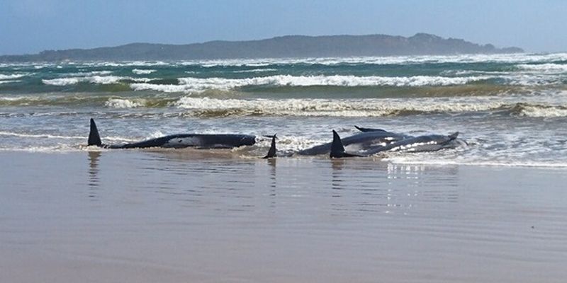 В Австралии сотни дельфинов погибли, выбросившись на берег