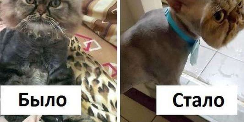 Кот с чудовищной стрижкой стал звездой Интернета: курьезные фото