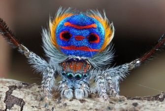 Новые виды пауков-павлинов открыли в Австралии