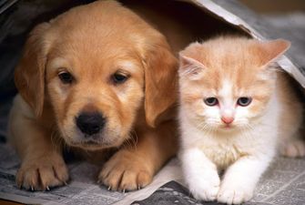 «Друг пришел на помощь»: Трогательные кадры спасения щенка котом