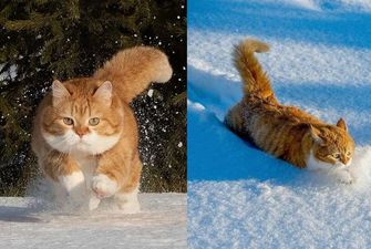 Этот обожающий снег пухлый кот покорит вас восхитительной внешностью