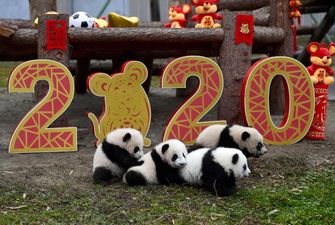 Пухнастий парад: в Китаї одначасно дебютували два десятки маленьких панд