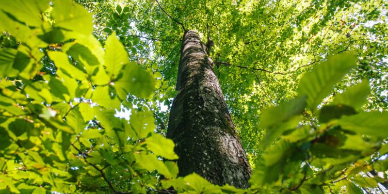 Посади дерево - защити ребенка: в Минэкологии рассказали, что делают для фонда «Таблеточки»