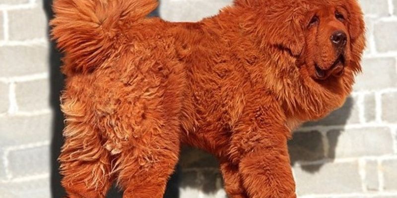 Щенок за 2 миллиона долларов: как выглядит самый дорогой пес в мире
