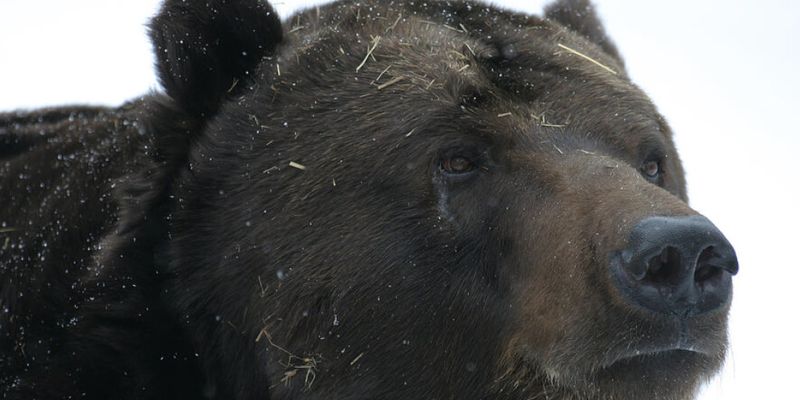 Большой черный медведь поднял на уши жителей квартала в Калифорнии