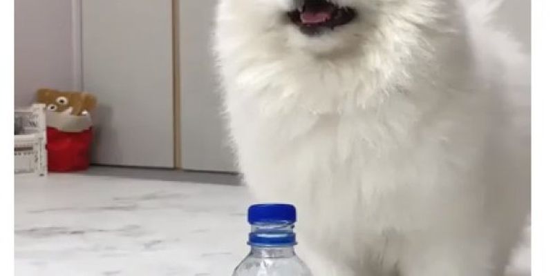 Самый милый пес принял участие в челендже с бутылкой