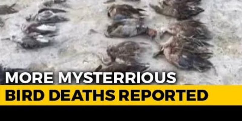 Тысячи мертвых птиц усеяли побережье индийского озера