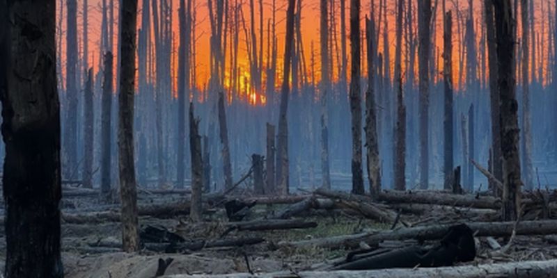 Как выглядит сейчас злополучный Серебрянский лес: видео из "леса чудес"