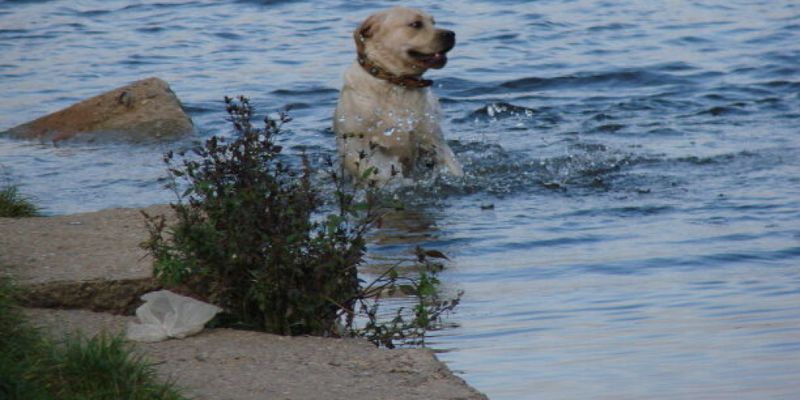 Агрессивный лебедь атаковал пса, который купался в озере