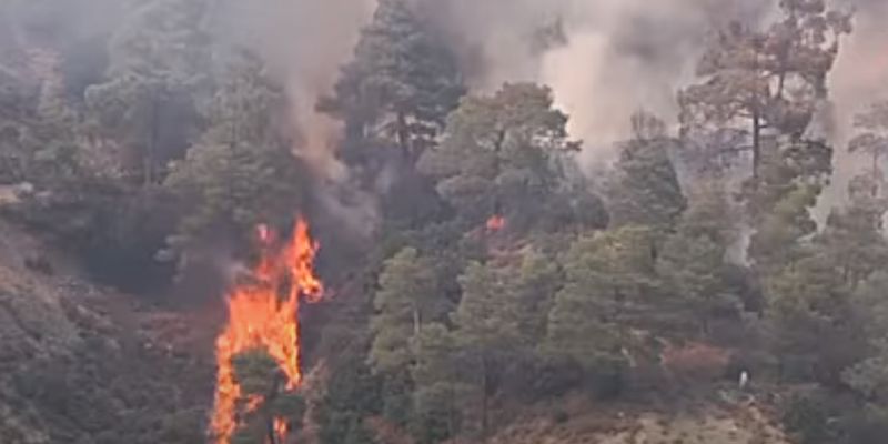 Пожарные и авиация не могут сдержать лесной пожар на Кипре: государство просит помощи