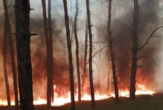 В Днепропетровской области горел лес: огонь уничтожил 5 гектаров насаждений