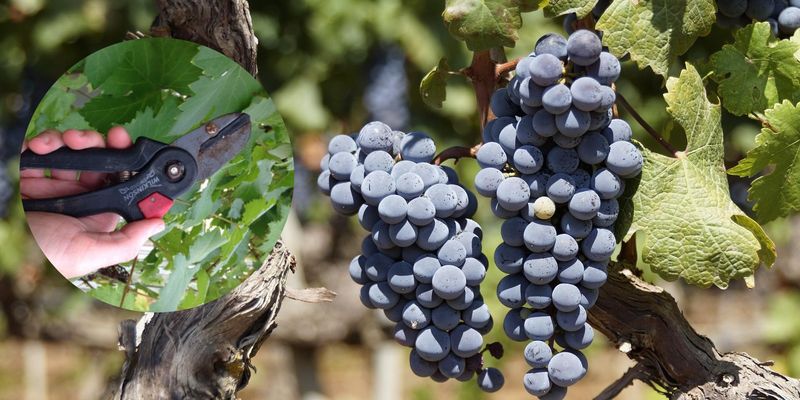 Как правильно ухаживать за виноградником осенью и подготовить к зиме