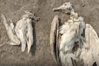 При загадочных обстоятельствах в Индии погибли тысячи птиц