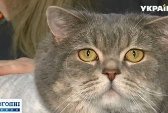 Антон – худей: история теряющего вес кота из Днепра покорила соцсети