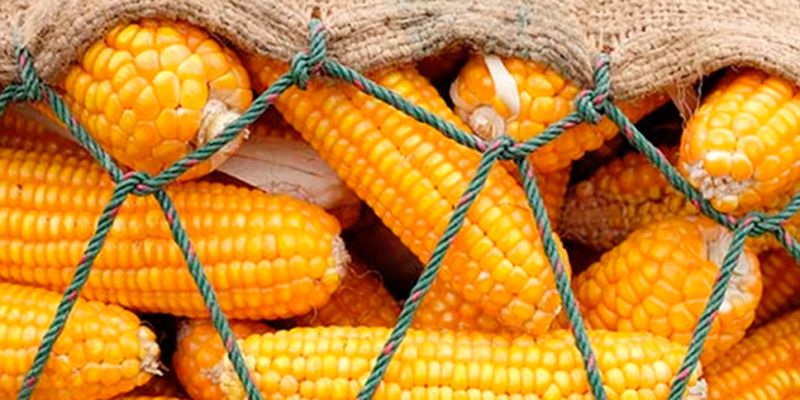 Цены на украинскую кукурузу снижаются из-за коронавируса