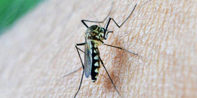 Проклятие для Азии и Латинской Америки: лихорадка денге уже угрожает США и Европе