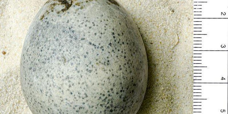 Археологи раскопали одни из древнейших яиц: фото уникальной находки