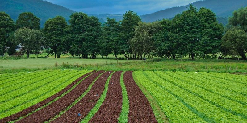 Точне землеробство стає доступнішим: BASF Digital Farming. Хarvio™ та AgriLab розпочали співпрацю