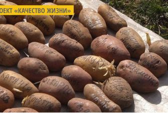 Дачница из Хмельницкой области выращивает 80 сортов картофеля