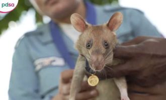 В Камбодже умер легендарный крыса-сапер Магава
