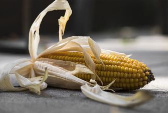 Минулого року Вінниччина втратила 40% врожаю кукурудзи